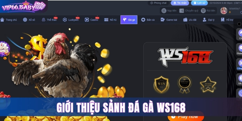 Giới thiệu sảnh đá gà WS168